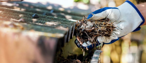 Pine Needle Gutter Cleaning in Lakeville